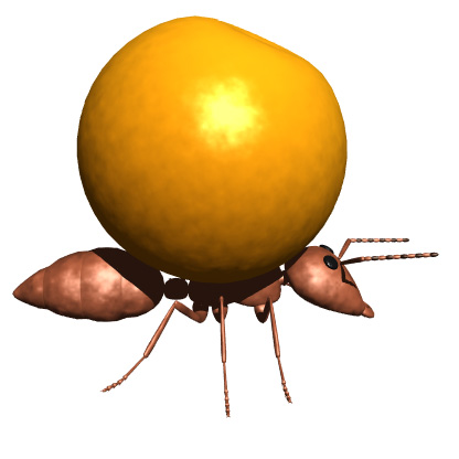 ant carry orange hr