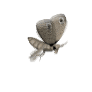 moth flying md wht
