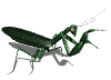 praying mantis grab md wht