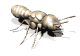 termite walk md wht