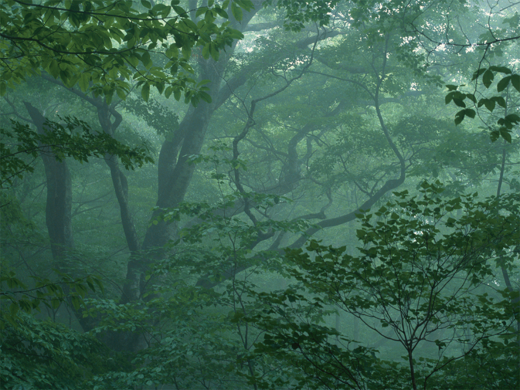 Forest02
